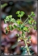 Filename=Planta-0001.jpg
Filesize=174KB
Dimensions=540x800
Date added=May 09, 2011 Planta-0001.jpg